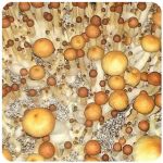 Псилоцибиновые (галлюциногенные)  грибы Psilocybin "Golden Teacher" в Александровске-Сахалинском