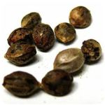 Семена марихуаны АК-47  (Seeds AK-47) в Александровске-Сахалинском